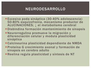 Excesiva poda sináptica (30-40% adolescencia)
50-80% esquizofrenia, mecanismo productor de
ALUCINACIONES; ↓ el metabolismo cerebral
Disbindina formación mantenimiento de sinapsis
Neurorregulina promueve la migración y
diferenciación celular y modula plasticidad
sináptica
Calcineurina plasticidad dependiente de NMDA
Proteína G crecimiento axonal y formación de
sinapsis en cerebro adulto
Reelina regula plasticidad y síntesis de NT
NEURODESARROLLO
 