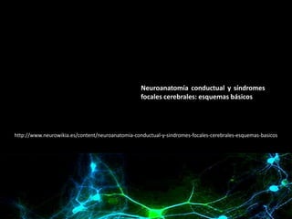 Neuroanatomía conductual y síndromes
focales cerebrales: esquemas básicos

http://www.neurowikia.es/content/neuroanatomia-conductual-y-sindromes-focales-cerebrales-esquemas-basicos

 