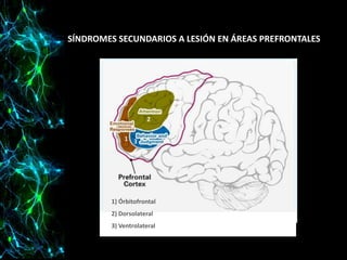 SÍNDROMES SECUNDARIOS A LESIÓN EN ÁREAS PREFRONTALES

2
1 3

1) Órbitofrontal
2) Dorsolateral
3) Ventrolateral

 