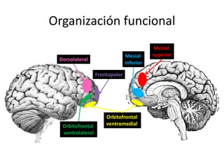 Organización funcional
Mesial
inferior

Dorsolateral
Frontopolar

Orbitofrontal
ventrolateral

Orbitofrontal
ventromedial

Mesial
superior

 
