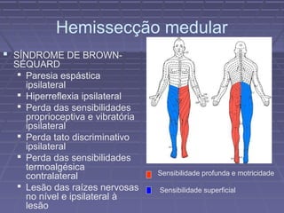 Hemissecção medular 
 SÍNDROME DE BROWN-SÉQUARD 
 Paresia espástica 
ipsilateral 
 Hiperreflexia ipsilateral 
 Perda das sensibilidades 
proprioceptiva e vibratória 
ipsilateral 
 Perda tato discriminativo 
ipsilateral 
 Perda das sensibilidades 
termoalgésica 
contralateral 
 Lesão das raízes nervosas 
no nível e ipsilateral à 
lesão 
Sensibilidade profunda e motricidade 
Sensibilidade superficial 
 