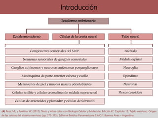 Ectodermo embrionario
Ectodermo externo Células de la cresta neural Tubo neural
Encéfalo
Médula espinal
Neuroglia
Epéndimo
Neuronas
Plexos coroideos
Componentes sensoriales del S.N.P.
Neuronas sensoriales de ganglios sensoriales
Ganglios autónomos y neuronas autónomas posganglionares
Mesénquima de parte anterior cabeza y cuello
Melanocitos de piel y mucosa nasal y odontoblastos
Células satélite y células cromafines de médula suprarrenal
Células de aracnoides y piamadre y células de Schwann
Introducción
(4) Ross, M., y Pawlina, W. (2012). Texto y Atlas color con Biología Celular y Molecular. Edición 6°. Capítulo 12: Tejido nervioso. Origen
de las células del sistema nervioso (pp. 373-375). Editorial Médica Panamericana S.A.C.F.: Buenos Aires – Argentina.
 