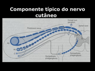 Componente típico do nervo cutâneo   