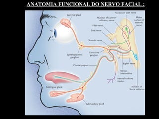 ANATOMIA FUNCIONAL DO NERVO FACIAL : 
