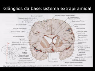 Glânglios da base:sistema extrapiramidal 