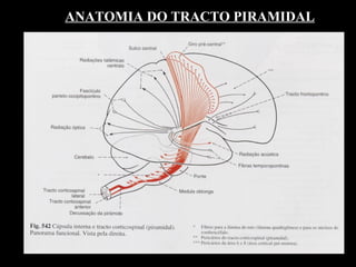 ANATOMIA DO TRACTO PIRAMIDAL 