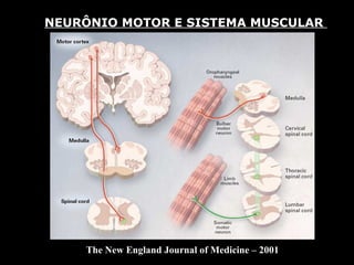 NEURÔNIO MOTOR E SISTEMA MUSCULAR  The New England Journal of Medicine – 2001 