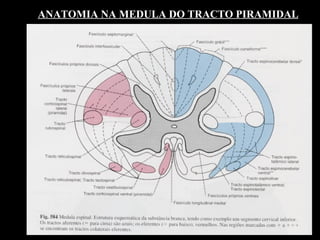 ANATOMIA NA MEDULA DO TRACTO PIRAMIDAL 