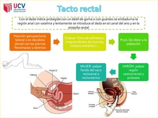 Con el dedo índice protegido con un dedil de goma o con guantes se embadurna la 
región anal con vaselina y lentamente se introduce el dedo en el canal del ano y en la 
Posición genupectoral, 
lateral o en decúbito 
dorsal con las piernas 
flexionadas y abiertas 
ampolla rectal 
Evaluar: Tono de esfínteres, 
irregularidades de mucosa, 
cuerpos extraños (… 
Prod. De dolor a la 
palpación 
VARÓN: palpar 
región 
vesicorrectal y 
próstata 
MUJER: palpar 
fondo del saco 
rectoanal o 
rectouterino 
 
