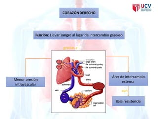 CORAZÓN DERECHO 
Función: Llevar sangre al lugar de intercambio gaseoso 
Área de intercambio 
extensa 
Baja resistencia 
Menor presión 
intravascular 
gracias a 
con 
 