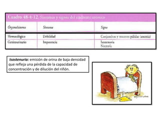 Isostenuria: emisión de orina de baja densidad
que refleja una pérdida de la capacidad de
concentración y de dilución del riñón.