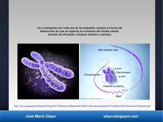 José María Olayo olayo.blogspot.com
Los cromosomas son cada uno de los pequeños cuerpos en forma de
bastoncillos en que se...