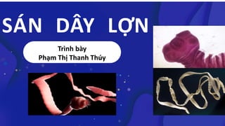 Trình bày
Phạm Thị Thanh Thúy
SÁN DÂY LỢN
 