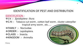 TOBACCO CATERPILLAR
