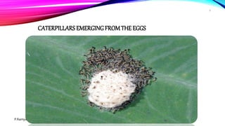 tobacco caterpillar eggs TOBACCO CATERPILLAR