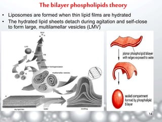 The bilayer phospholipids theory 
• Liposomes are formed when thin lipid films are hydrated 
• The hydrated lipid sheets detach during agitation and self-close 
to form large, multilamellar vesicles (LMV) 
14 
 