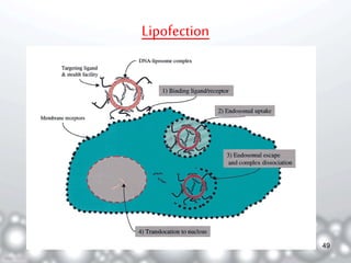 Lipofection 
49 
 