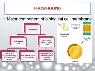 PHOSPHOLIPID 
• Major component of biological cell membrane 
Phospholipid 
Hydrophobic 
tail 
2 fatty acid 
chain containing 
10-20 carbon 
atoms 
0-6 double bond 
in each chain 
Hydrophillic 
head or polar 
head 
Phosphoric acid 
bound to water 
soluble 
molecule 
7 
 