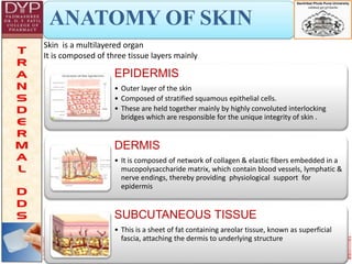 6
ANATOMY OF SKIN
Skin is a multilayered organ
It is composed of three tissue layers mainly
EPIDERMIS
• Outer layer of the skin
• Composed of stratified squamous epithelial cells.
• These are held together mainly by highly convoluted interlocking
bridges which are responsible for the unique integrity of skin .
DERMIS
• It is composed of network of collagen & elastic fibers embedded in a
mucopolysaccharide matrix, which contain blood vessels, lymphatic &
nerve endings, thereby providing physiological support for
epidermis
SUBCUTANEOUS TISSUE
• This is a sheet of fat containing areolar tissue, known as superficial
fascia, attaching the dermis to underlying structure
 