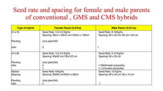 Seed rate and spacing for female and male parents
of conventional , GMS and CMS hybrids
 