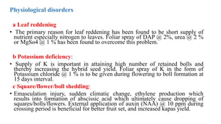 Physiological disorders
a Leaf reddening
• The primary reason for leaf reddening has been found to be short supply of
nutrient especially nitrogen to leaves. Foliar spray of DAP @ 2%, urea @ 2 %
or MgSo4 @ 1 % has been found to overcome this problem.
b Potassium deficiency:
• Supply of K is important in attaining high number of retained bolls and
thereby increasing the hybrid seed yield. Foliar spray of K in the form of
Potassium chloride @ 1 % is to be given during flowering to boll formation at
15 days interval.
c Square/flower/boll shedding:
• Emasculation injury, sudden climatic change, ethylene production which
results into formation of abscissic acid which ultimately cause dropping of
squares/bolls/flowers. External application of auxin (NAA) @ 10 ppm during
crossing period is beneficial for better fruit set, and increased kapas yield.
 
