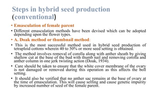 Steps in hybrid seed production
(conventional)
• Emasculation of female parent
• Different emasculation methods have been devised which can be adopted
depending upon the flower types.
• A. Doak method or thumbnail method:
• This is the most successful method used in hybrid seed production of
tetraploid cottons wherein 40 to 50% or more seed setting is obtained.
• The method involves removal of corolla along with anther sheath by giving
shallow cut at the base of the bud with thumb nail and removing corolla and
anther column in one jerk twisting action (Doak, 1934).
• Care should be taken to ensure that the white cover membrane of the ovary
is not damaged or removed during this operation as this affects the boll
setting.
• It should also be verified that no anther sac remains at the base of ovary at
the time of emasculation. This will cause selfing and cause genetic impurity
by increased number of seed of the female parent.
 