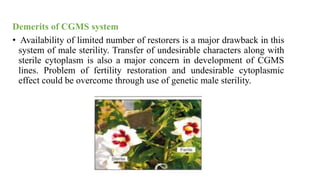 Demerits of CGMS system
• Availability of limited number of restorers is a major drawback in this
system of male sterility. Transfer of undesirable characters along with
sterile cytoplasm is also a major concern in development of CGMS
lines. Problem of fertility restoration and undesirable cytoplasmic
effect could be overcome through use of genetic male sterility.
 