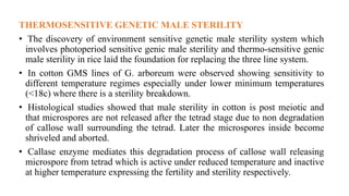 THERMOSENSITIVE GENETIC MALE STERILITY
• The discovery of environment sensitive genetic male sterility system which
involves photoperiod sensitive genic male sterility and thermo-sensitive genic
male sterility in rice laid the foundation for replacing the three line system.
• In cotton GMS lines of G. arboreum were observed showing sensitivity to
different temperature regimes especially under lower minimum temperatures
(<18c) where there is a sterility breakdown.
• Histological studies showed that male sterility in cotton is post meiotic and
that microspores are not released after the tetrad stage due to non degradation
of callose wall surrounding the tetrad. Later the microspores inside become
shriveled and aborted.
• Callase enzyme mediates this degradation process of callose wall releasing
microspore from tetrad which is active under reduced temperature and inactive
at higher temperature expressing the fertility and sterility respectively.
 