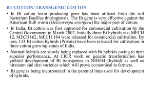 BT COTTON/ TRANSGENIC COTTON
• In Bt cotton toxin producing gene has been utilized from the soil
bacterium Bacillus thuringiensis. The Bt gene is very effective against the
American Boll worm (Helicoverpa armigera) the major pest of cotton.
• In India, Bt cotton was first approved for commercial cultivation by the
Central Government in March 2002. Initially three Bt hybrids viz; MECH
12, MECH162, MECH 184 were released for commercial cultivation. By
now 133 Bt cotton hybrids (Private) have been released for cultivation in
three cotton growing zones of India.
• Normal hybrids are slowly being replaced with Bt hybrids owing to their
superior performance. At CICR work on genetic transformation has
yielded development of Bt transgenics in NHH44 (hybrid) as well as
hirsutum and desi varieties which will prove economical to farmers.
• Bt gene is being incorporated in the parental lines used for development
of hybrids.
 