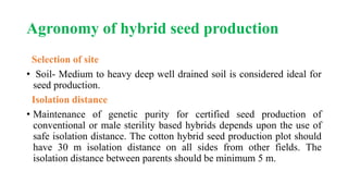 Agronomy of hybrid seed production
Selection of site
• Soil- Medium to heavy deep well drained soil is considered ideal for
seed production.
Isolation distance
• Maintenance of genetic purity for certified seed production of
conventional or male sterility based hybrids depends upon the use of
safe isolation distance. The cotton hybrid seed production plot should
have 30 m isolation distance on all sides from other fields. The
isolation distance between parents should be minimum 5 m.
 