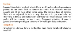 Sowing
breeder/ foundation seeds of selected hybrids. Female and male parents are
planted in the same field in separate lots with 5 m isolation between
parents and 30 m from other cotton crop. The sowing dates of parental
lines are so adjusted in such a way that there is synchronization of
flowering in female and male parent and there will be continuous supply of
pollen till the crossing season is over. Staggered planting of male is
generally done depending on the date of flowering in male and female.
Irrigation
Irrigation by alternate furrow method has been found beneficial whenever
required.
 