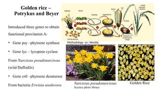 Golden Rice Methodology Applications of Gene Cloning in Agriculture: Enhancing Crop Traits and ...