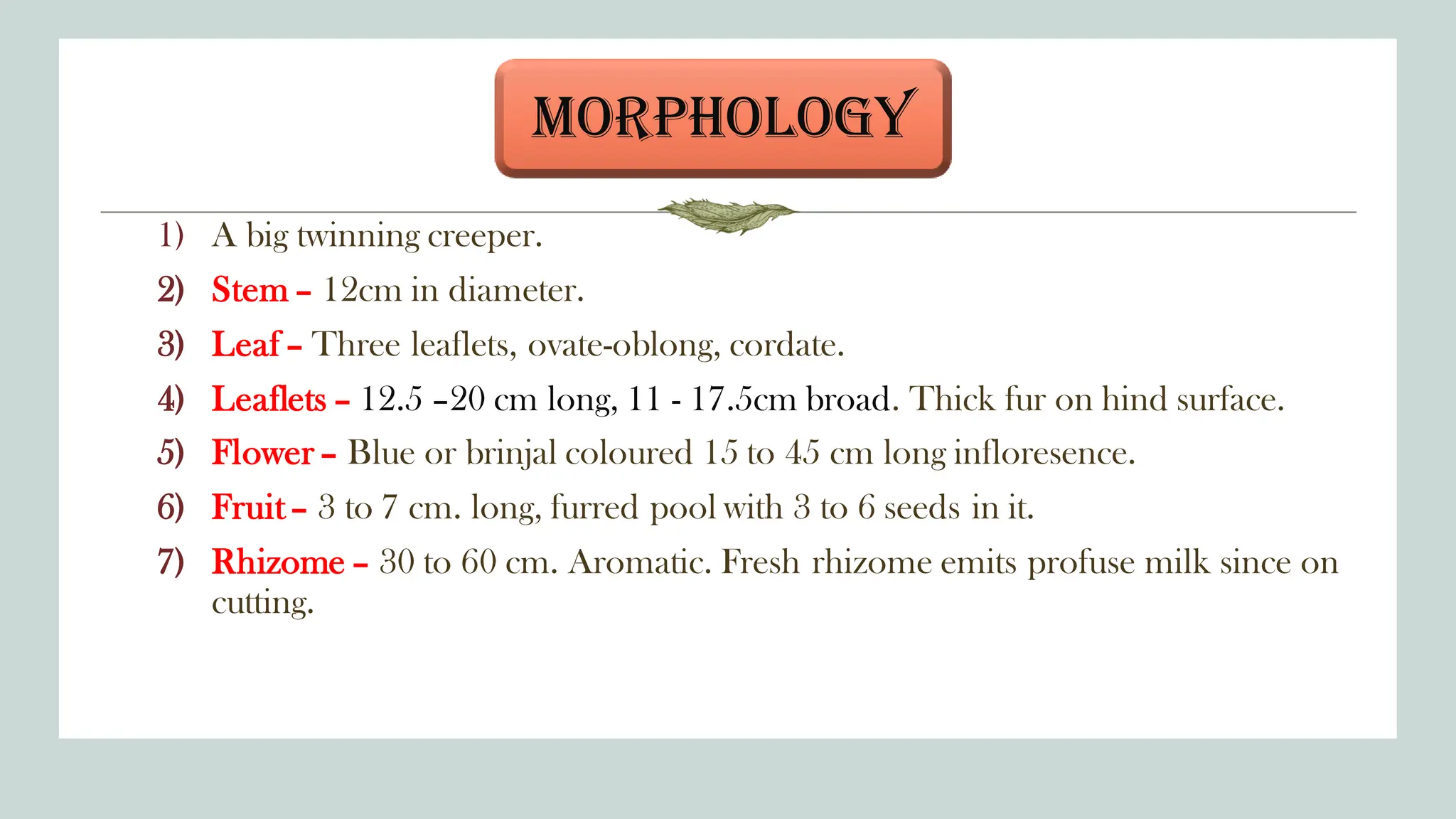 1) A big twinning creeper.
2) Stem – 12cm in diameter.
3) Leaf – Three leaflets, ovate-oblong, cordate.
4) Leaflets – 12.5 –20 cm long, 11 - 17.5cm broad. Thick fur on hind surface.
5) Flower – Blue or brinjal coloured 15 to 45 cm long infloresence.
6) Fruit – 3 to 7 cm. long, furred pool with 3 to 6 seeds in it.
7) Rhizome – 30 to 60 cm. Aromatic. Fresh rhizome emits profuse milk since on
cutting.
MORPHOLOGY
 