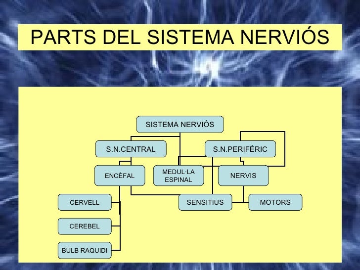 Resultado de imagen de sistema nerviós primaria