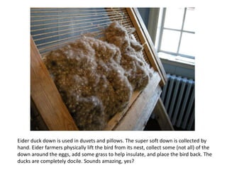 Eider duck down is used in duvets and pillows. The super soft down is collected by hand. Eider farmers physically lift the bird from its nest, collect some (not all) of the down around the eggs, add some grass to help insulate, and place the bird back. The ducks are completely docile. Sounds amazing, yes?