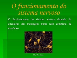 O funcionamento do sistema nervoso depende da circulação das mensagens numa rede complexa de neurónios. O funcionamento do sistema nervoso Fig.1 Neurónios 