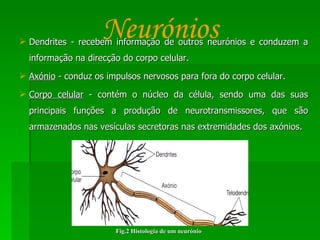 Dendrites - recebem informação de outros neurónios e conduzem a informação na direcção do corpo celular. Axónio  - conduz os impulsos nervosos para fora do corpo celular. Corpo celular  - contém o núcleo da célula, sendo uma das suas principais funções a produção de neurotransmissores, que são armazenados nas vesículas secretoras nas extremidades dos axónios. Fig.2 Histologia de um neurónio Neurónios 