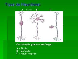 Tipos de Neurónios: Axónio Dendrites Direcção do impulso Axónios Classificação quanto à morfologia: A –  Bipolar B –  Multipolar C –  Pseudo-unipolar  A B C 
