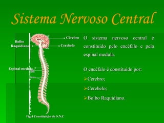 O sistema nervoso central é constituído pelo encéfalo e pela espinal medula.  O encéfalo é constituído por: Cérebro; Cerebelo; Bolbo Raquidiano. Sistema Nervoso Central Bolbo  Raquidiano Cérebro Cerebelo Fig.4 Constituição do S.N.C Espinal medula 