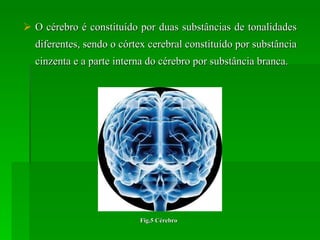 O cérebro é constituído por duas substâncias de tonalidades diferentes, sendo o córtex cerebral constituído por substância cinzenta e a parte interna do cérebro por substância branca. Fig.5 Cérebro 