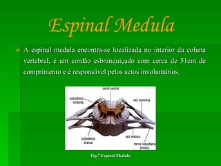 A espinal medula encontra-se localizada no interior da coluna vertebral, é um cordão esbranquiçado com cerca de 51cm de comprimento e é responsável pelos actos involuntários. Espinal Medula Fig.7 Espinal Medula 