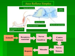Arco Reflexo Simples Resposta Receptores sensoriais Nervos Sensitivos Estímulo Centro Nervoso Nervos Motores Músculos Neurónio sensorial Terminações sensoriais da pele Neurónio sensorial Neurónio motor Neurónio de associação Centro nervosol 