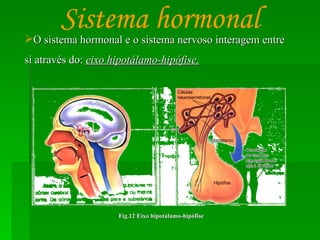 O sistema hormonal e o sistema nervoso interagem entre si através do:  eixo hipotálamo-hipófise. Fig.12 Eixo hipotálamo-hipófise Sistema hormonal 