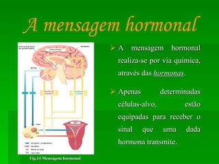 A mensagem hormonal realiza-se por via química, através das  hormonas . Apenas determinadas células-alvo, estão equipadas para receber o sinal que uma dada hormona transmite. A mensagem hormonal Fig.14 Mensagem hormonal 