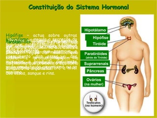 Constituição do Sistema Hormonal Hipotálamo  – regula a secreção da hipófise, a temperatura, a fome, a sede e o apetite. Hipófise  – actua sobre outras glândulas endócrinas, regulando a sua actividade.  Produz Hormona do crescimento que promove o crescimento dos ossos e dos músculos, a produção deficiente pode conduzir ao gigantismo ou ao nanismo.  Tiróide  – produz tiroxina que estimula o crescimento dos ossos e dentes, regula o metabolismo celular e produz também a calcitonina que promove o equilíbrio do cálcio no organismo.  Paratiróides  – são quatro massas do tamanho de uma ervilha, produzem paratormona que entrevem na regulação do metabolismo do cálcio, controlando o equilíbrio cálcio-fosforo a nível dos ossos, sangue e rins.  Hipotálamo Hipófise Tiróide Suprarrenais Pâncreas Ovários   (na mulher) Paratiróides  (atrás da Tiróide) 