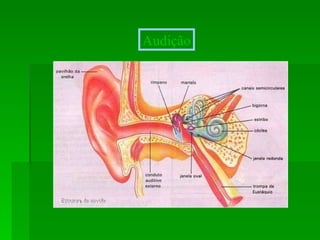 Audição 