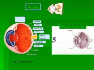 CÓRNEA PUPILA CRISTALINO RETINA PONTO CEGO NERVO  ÓPTICO MÁCULA OLHO HUMANO Mecanismo da visão Visão 