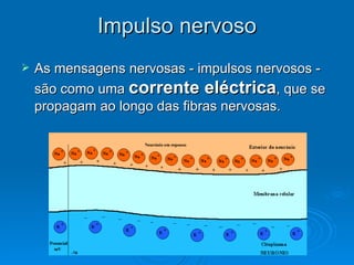 Impulso nervoso
   As mensagens nervosas - impulsos nervosos -
    são como uma corrente eléctrica, que se
    propagam ao longo das fibras nervosas.
 