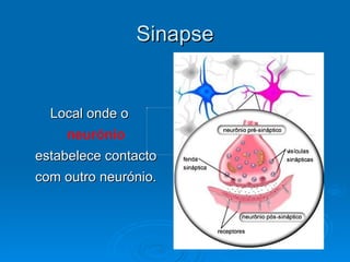 Sinapse


  Local onde o
    neurónio
estabelece contacto
com outro neurónio.
 
