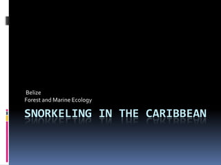 Belize
Forest and Marine Ecology

SNORKELING IN THE CARIBBEAN

 